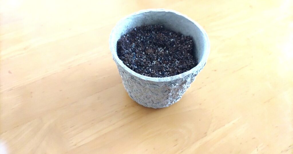 レタスを植える