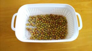 豆苗